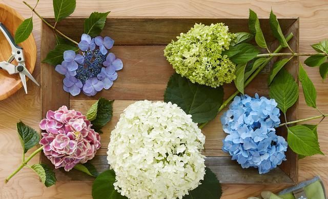 绣球花|托尼老师教您修剪绣球花,记住简单两点,拿剪刀的手再也不抖啦