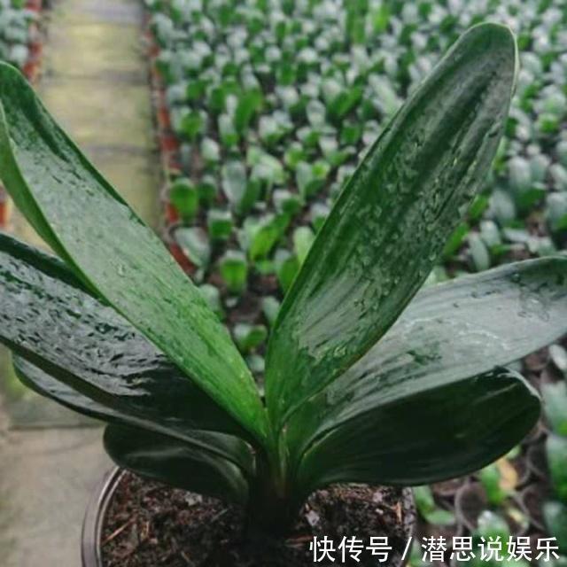 花友|给君子兰换盆，谨记“1个要、2个不要”，叶厚根壮，快速服盆！