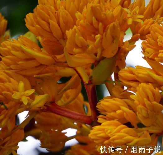 播种|家里养上3种花，耐热又耐寒，四季有花赏，五彩缤纷