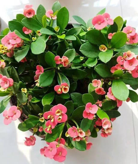 最适合懒人养的“4种花”,漂亮好养,一个月不管,花开满盆,美