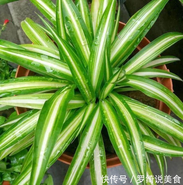 吊兰干尖、长得慢从现在起，1月喂点“黑豆豆”，猛长不停！