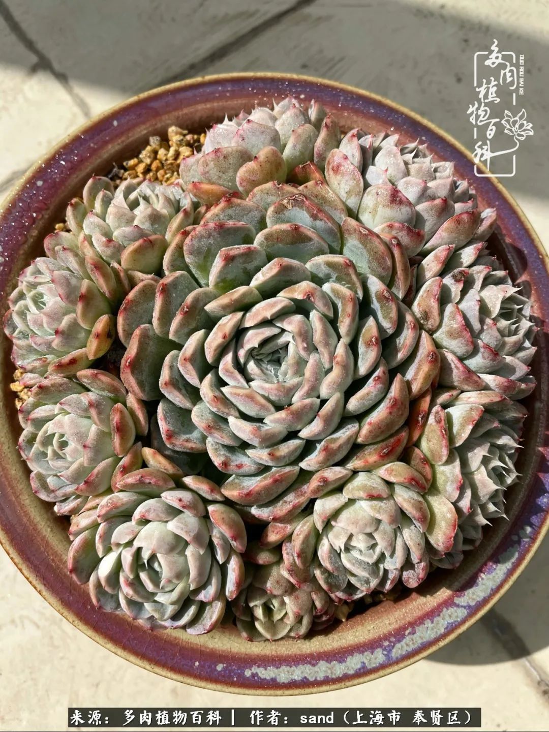 带着200多盆多肉,三个月搬两次家,是一种怎样的体验