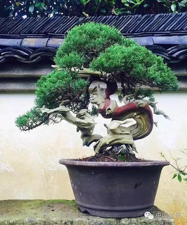 盆景,到底玩什么?