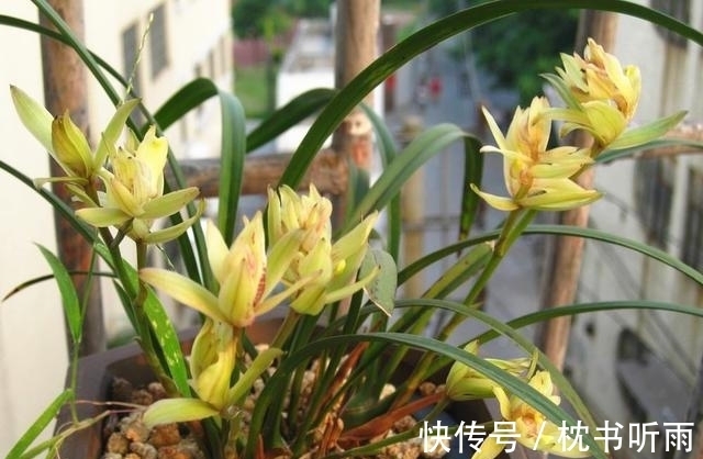 此兰花百年不遇,造型奇特,香味扑鼻,花瓣多达几十片,性价比高