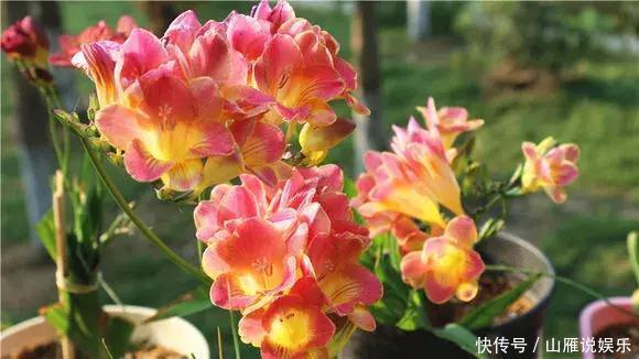 还在养绿萝家里养盆“香香花”,好看好闻,清香四溢精神好!