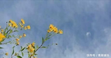 桃花源|20多岁的年龄差距,却把一个破烂的农家小院变成了“桃花源”