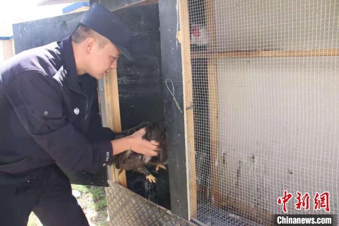 移民|西藏阿里移民管理警察成功救助国家一级保护动物“金雕”