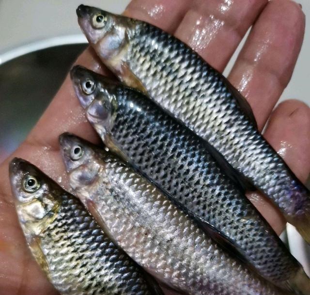 鱼盲钓了一百多条小草鱼，回家准备养起来，却成了村里的笑话