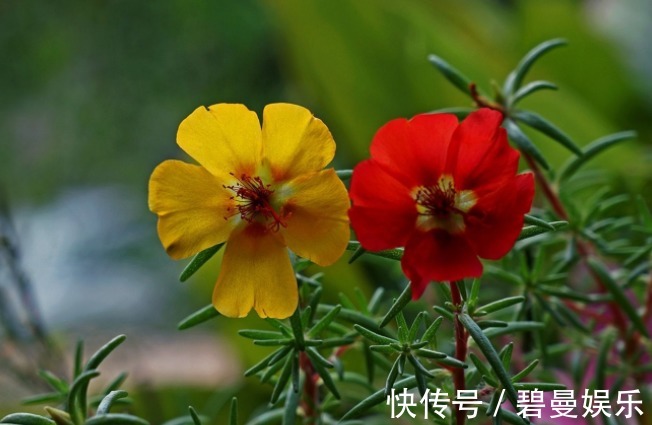 沾水能生根的花,用水“诱根”生根快,晒一晒轻松开花爆盆