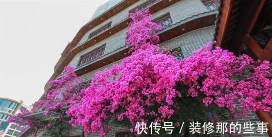 枝条|夏天养三角梅，3个促花“诀窍”，花苞满枝，挤成花树