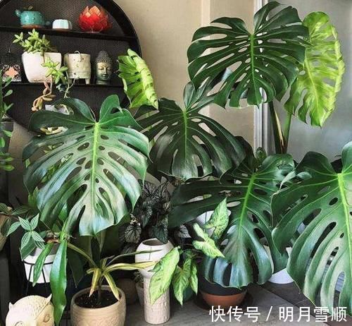 看看花友养了“10多年”的“龟背竹”,这是要上天?