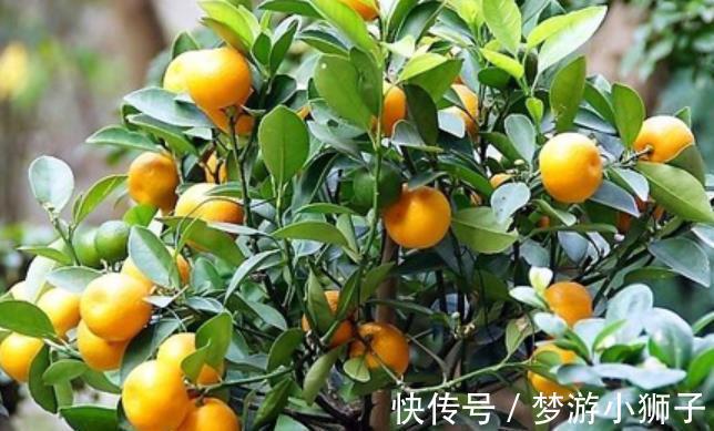 金桔|5种漂亮盆景,长出满枝红果果,养在家里上档次,越养越值钱