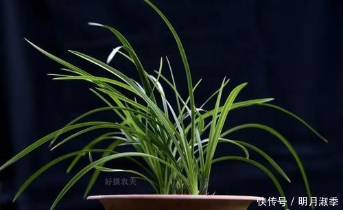 种植兰花为何不用土？原因其实很简单