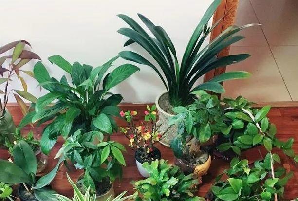 花草|水里滴点“它”浇花,管叫植物一整冬不黄叶、烂根