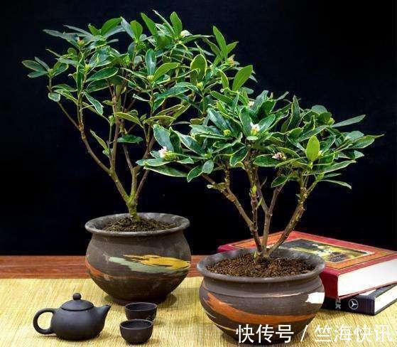 金边瑞香不好养，到了夏天叫“夏必死”，没法安全度夏不好养！