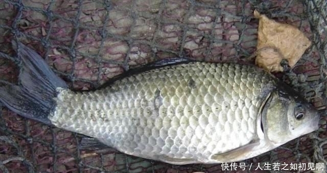 野钓鲫鱼顿口不停却空竿不止,一个小招数,马上开始连杆实口