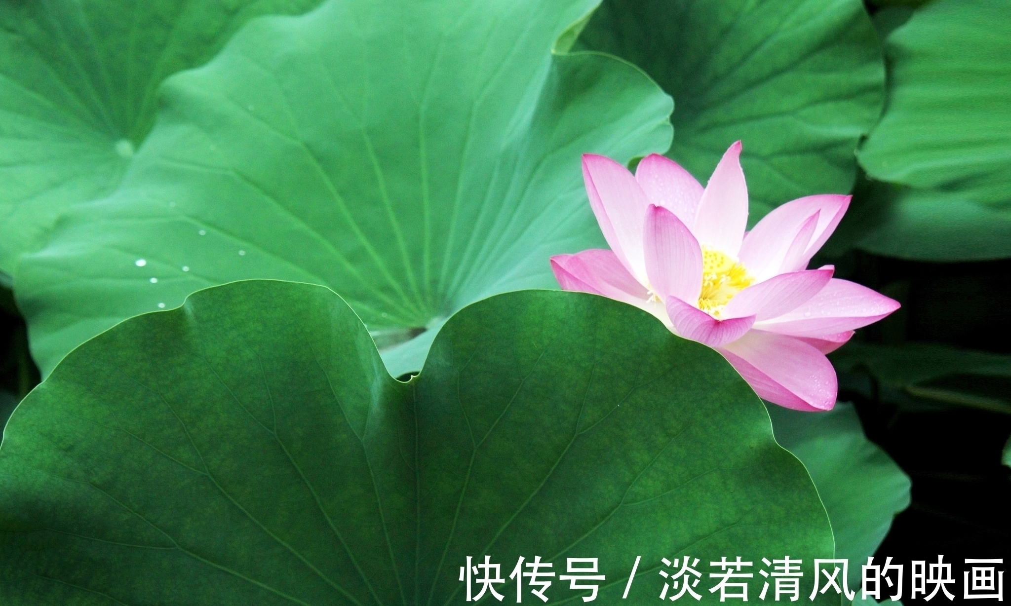 诗香$凌波仙子沐熏风,十里罗裙色彩同。三组《咏荷》