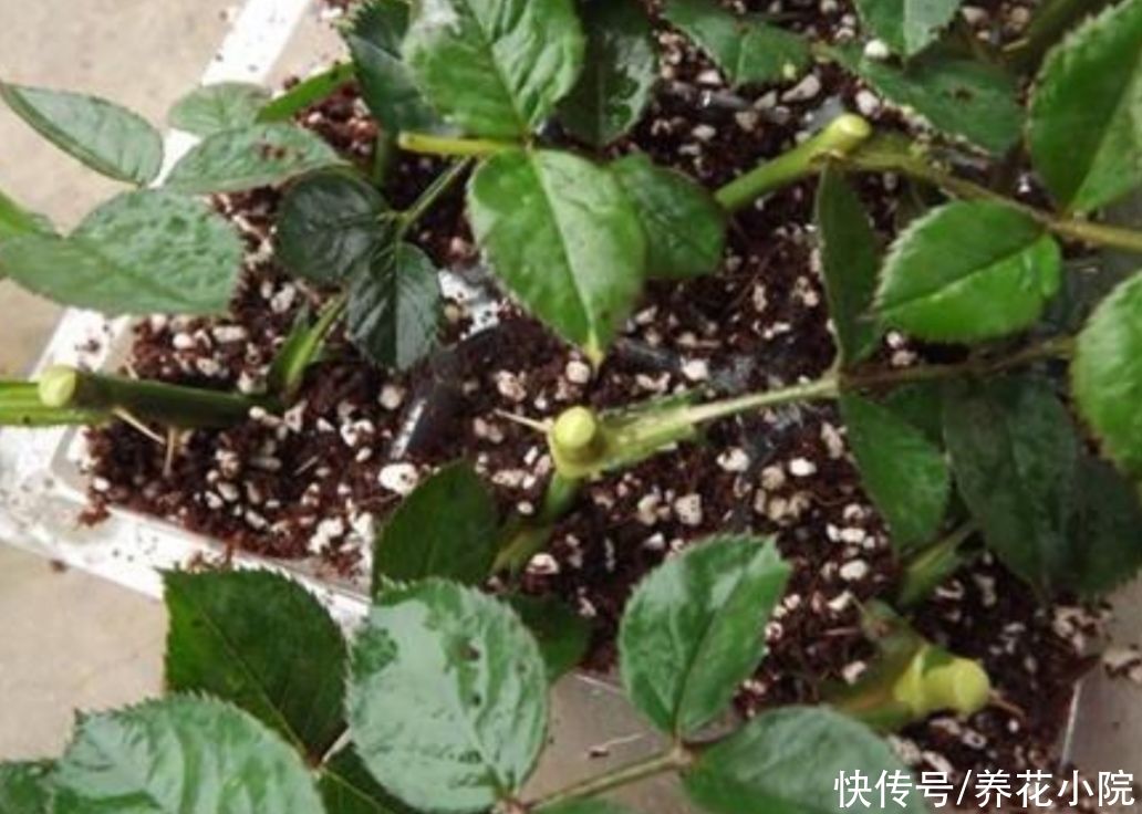 成活率|扦插月季、三角梅，掌握4个“技巧”，20天长满根