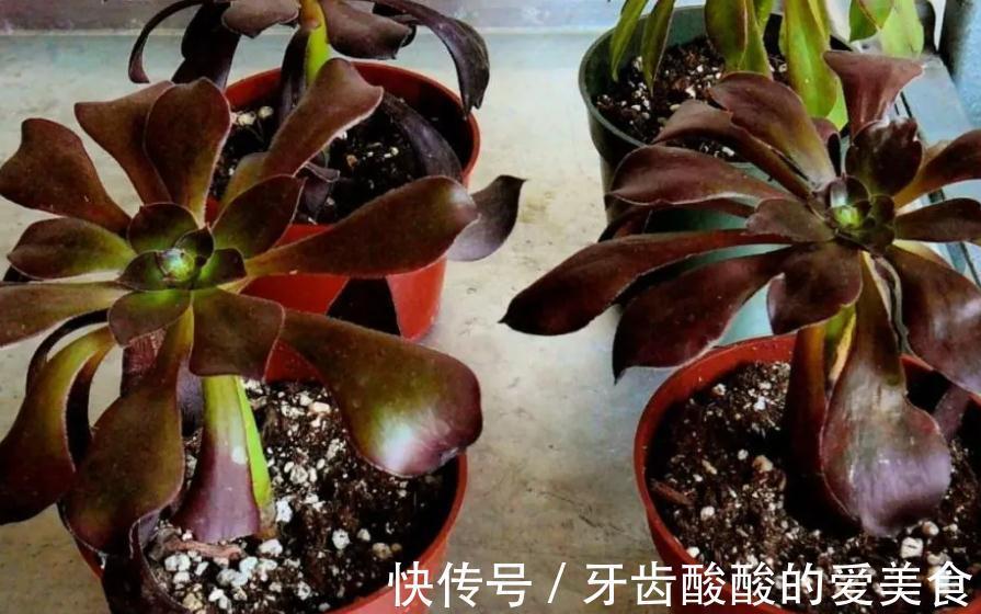 冬天盆栽这4样植物,“懒养”比“勤养”好,不信你试试