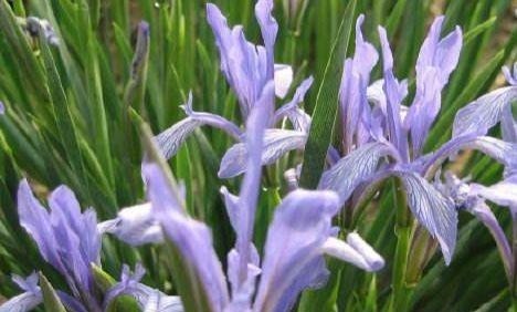 4种花沾土就活,开花又大又艳,比牡丹美,比绿萝好养