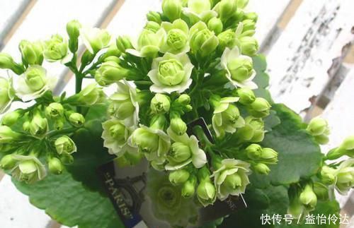 花卉|长寿花中最“浪漫”的品种,花色新奇,不惧高温,一开就是10个月