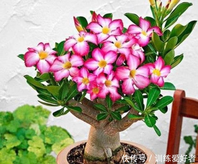 这2种好看的花,要“旱着养”才行,太勤快养不好它!