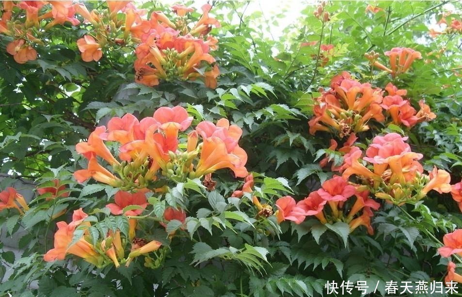 紫葳|此花是最为热情的母亲之花，是对母亲的爱，还是名花