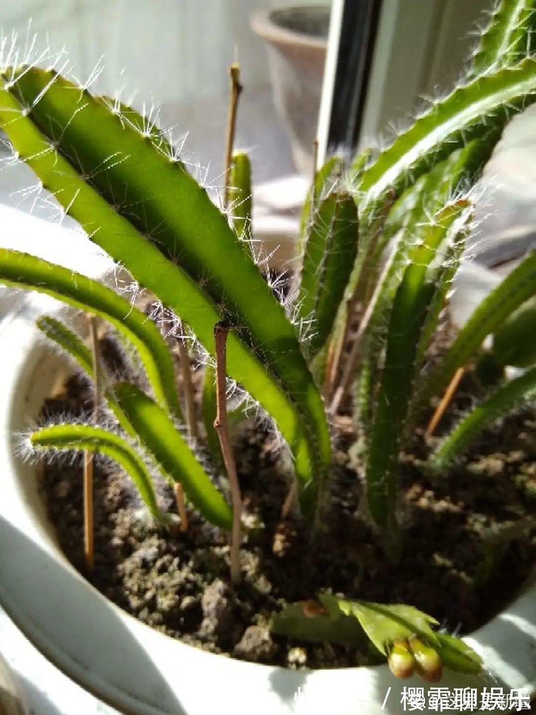 大爷家荷花种在花盆里，1次开花20朵，比巴掌还大！