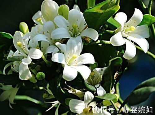 仙子|4种花堪称花中仙子,一年到头都开花,花色绚丽,北方也能养