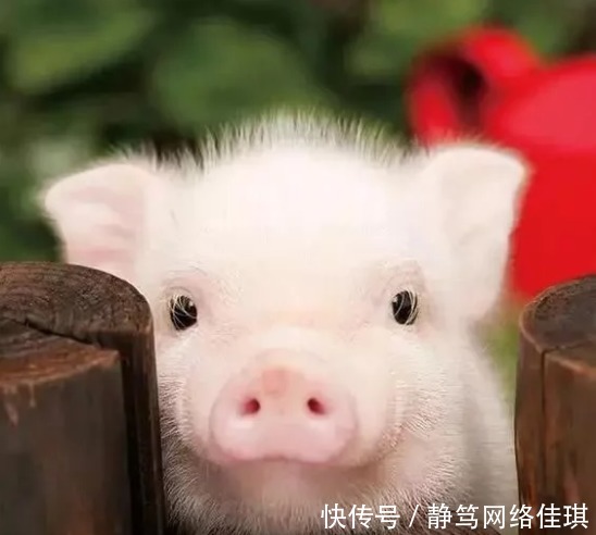 朱元璋|明朝的国姓是朱，为了避讳，那明朝的人管猪叫啥