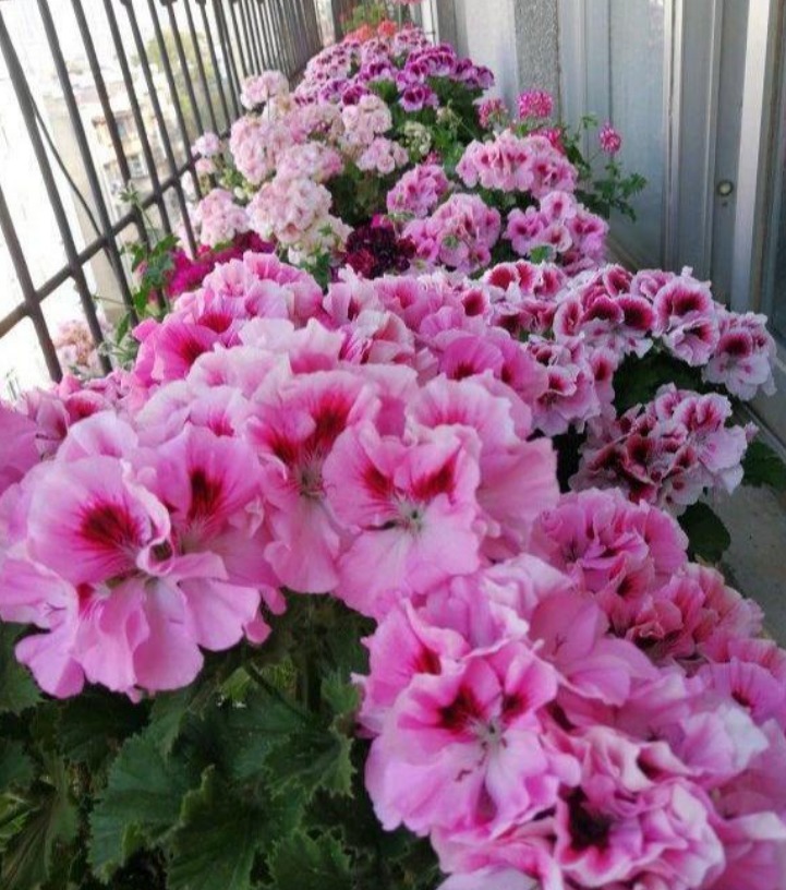 4种花是懒人的最爱，有阳光就爆盆，不用费心，就能长的特别好