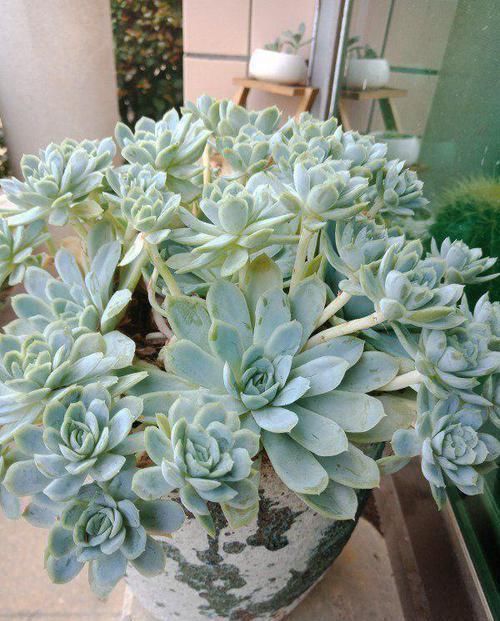 多肉狠心剃个头,呼呼长满小肉芽,20天就爆盆