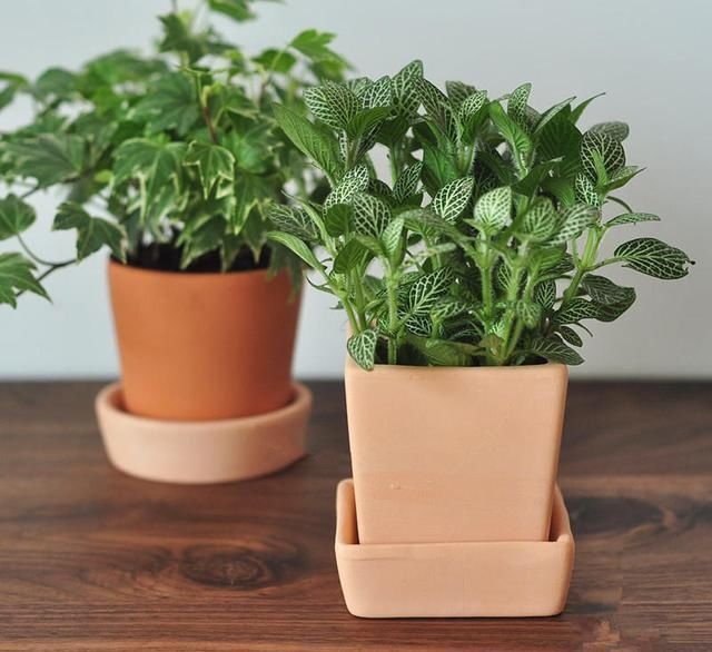 养花离不开花盆，家里有这几种花就用小盆养，根系壮呼呼爆盆