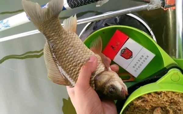 鲫鲤鱼到底爱吃啥?赶快试试这3种特效饵,每次用完都嫌少