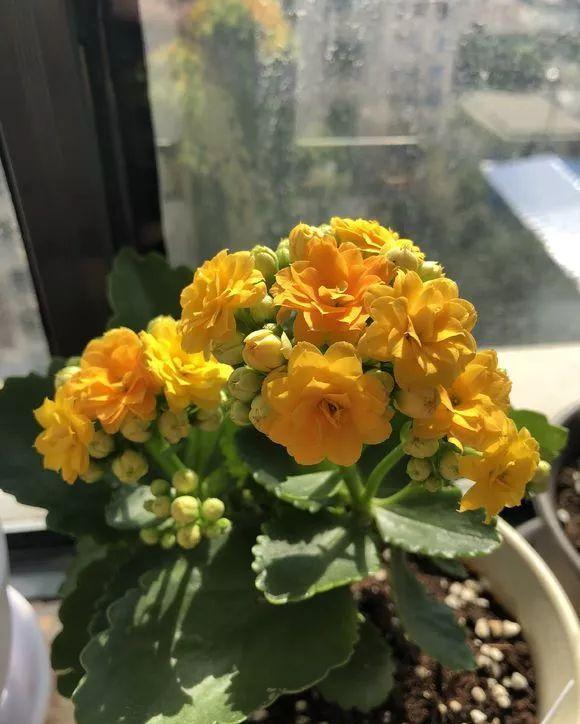 七种漂亮花，天生“不怕冷”，好养寓意好，喜欢别错过