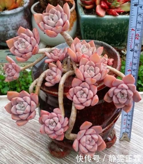 多肉植物怕太阳晒吗