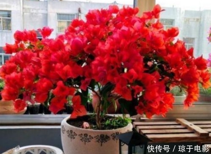 居家就养此款花卉，开花大又香，开出一片花海