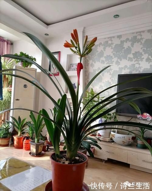 高手都用啤酒养君子兰,具体有啥好处?可能很多人都不知道!