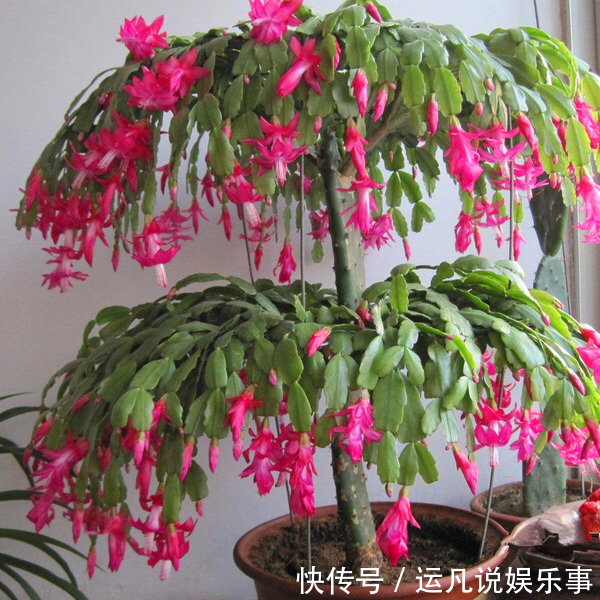 叶片|怕热怕水的蟹爪兰，夏天“这样养”，才能顺利度夏，秋天棒棒哒