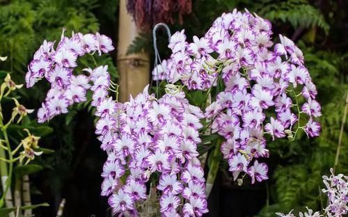 兰花|比兰花还仙气，这种花“浑身是宝”，养在家中十盆也不嫌多