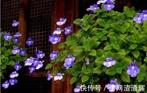 花盆里开出小海豚?养花做好这4点,一年四季都能赏花!