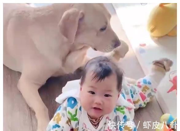 狗狗|江苏一萌娃第一次喊“爸爸”,却是对着狗狗喊,爸爸心里五味杂陈