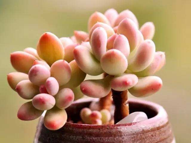 养肉朋友别烦恼,妙招帮你省心事,多肉世界多的是你不知道的事!