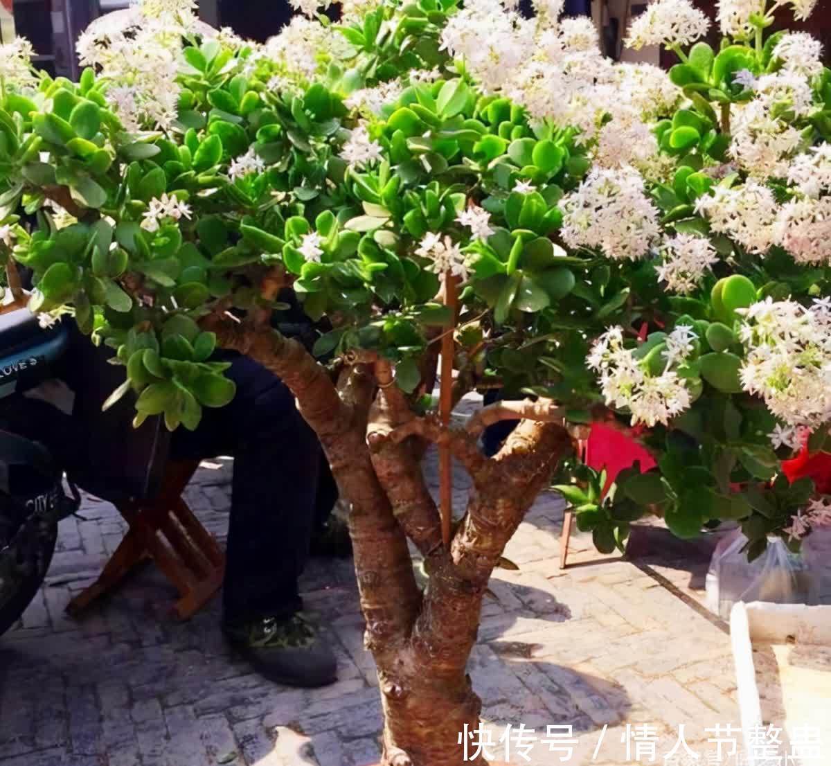 12种花，建议养一盆，不仅吸收废气，还有“旺财添福”的美好寓意