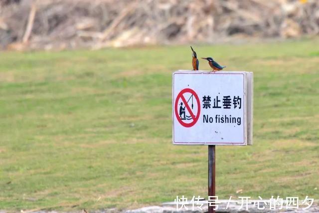 渔具|株洲集中销毁违规渔具，用挖机碾压，有人看到了自己的鱼竿