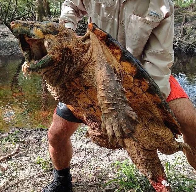 三只巨大鳄龟,最大一只达45千克,非常罕见