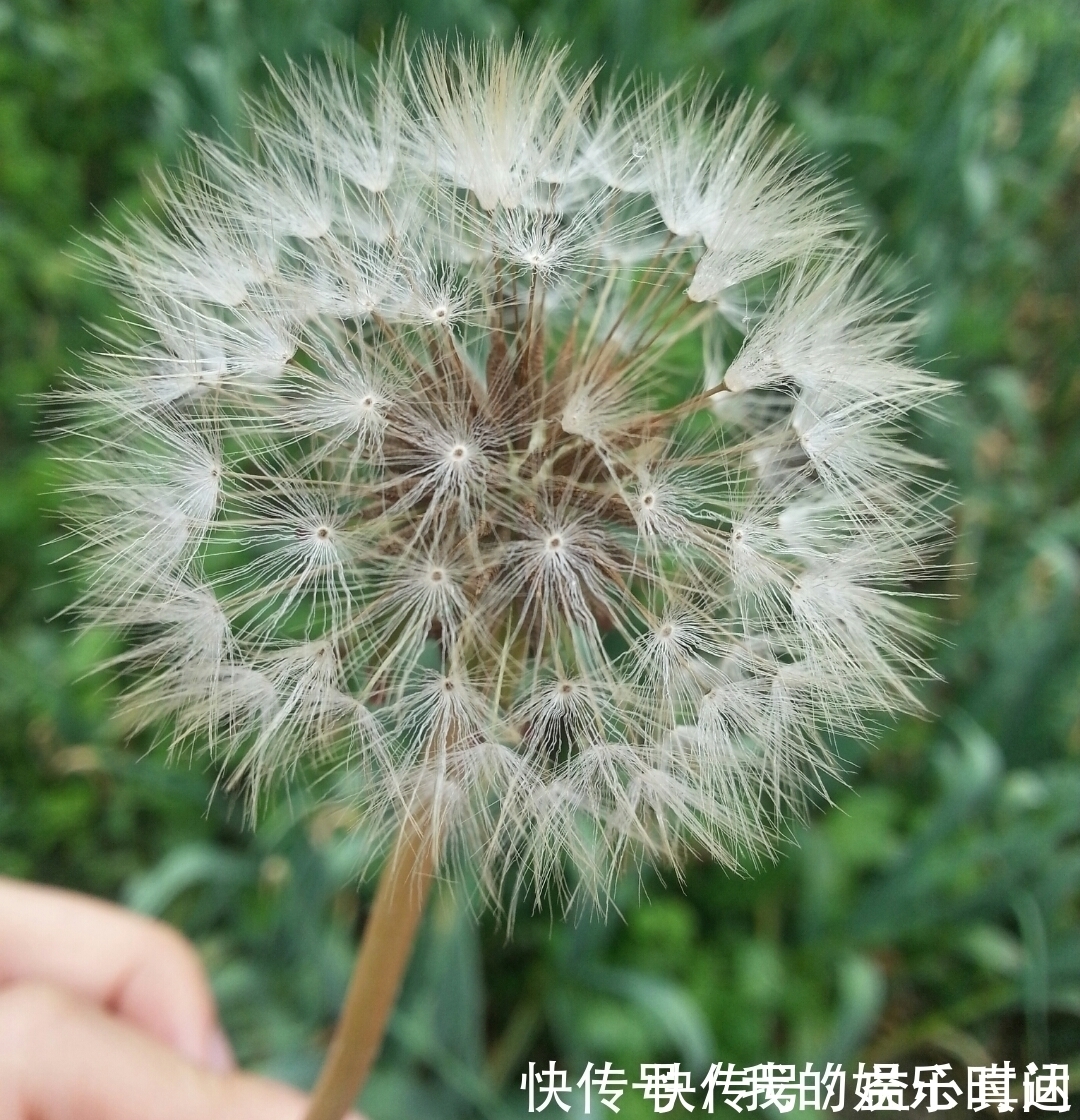 烦恼|提醒:路边看到此野草,一定要摘回家,解决大多数人的烦恼!