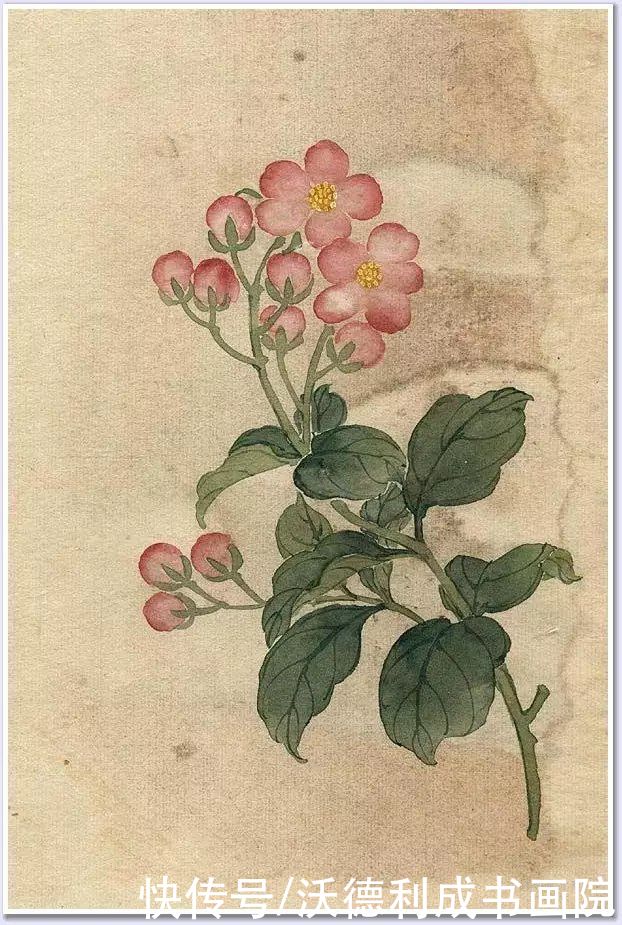 画菊|没骨百花图欣赏，美到骨子里