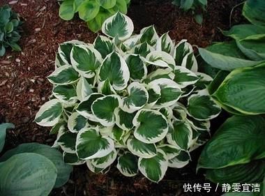 她家从不养绿萝,就养4种“颜值花”,叶子比花还好看