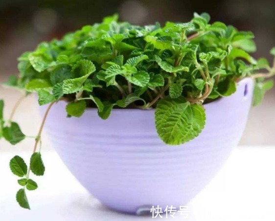 盆栽的4种“吸毒花”,让病菌无所遁形,散发清香,对阳光需求少